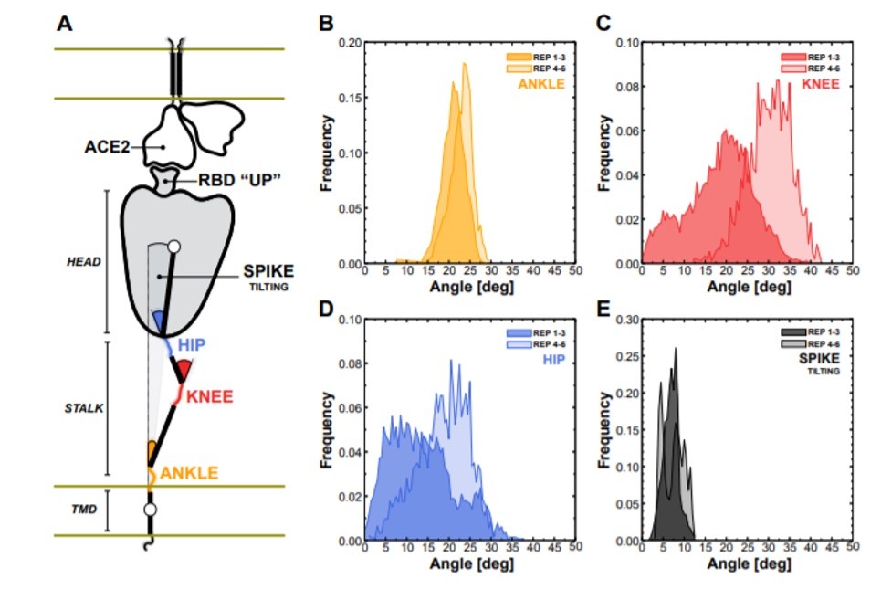 Flexibility of the spike bound to the ACE2 receptor