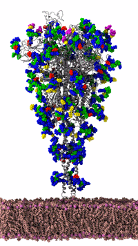 SARS-CoV-2 spike protein of the coronavirus was simulated by the Amaro Lab of the University of California, San Diego