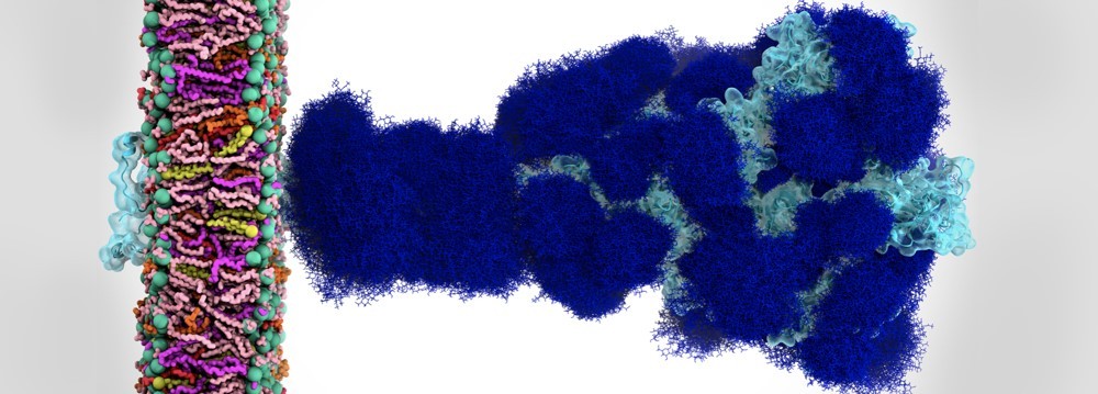 The sugary coating of molecules called glycans (deep blue) that shield the SARS-CoV-2 spike from detection by the human immune system